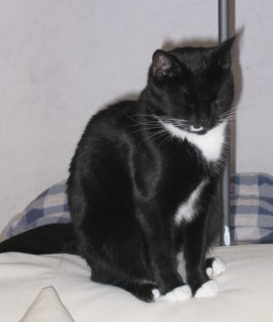 Timon och Spooky