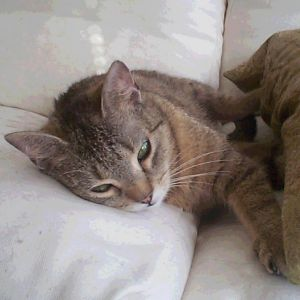 Nikita