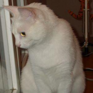Mina 2