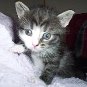 Greta