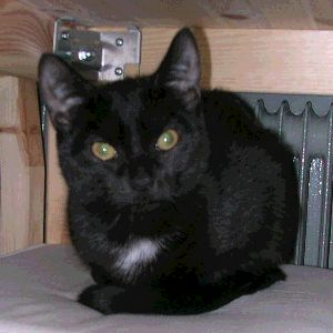 Boris