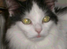 Darcy 2
