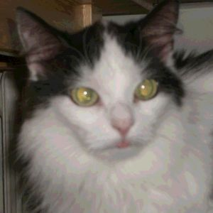 Darcy 2