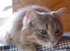 Ludvig