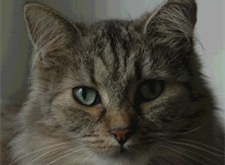 Ofelia