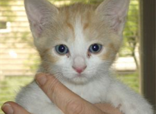 Elvira