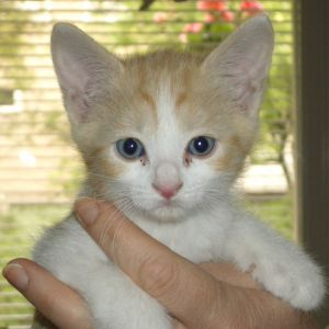 Elvira