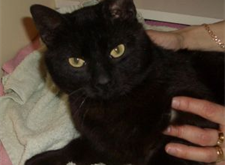 Pontus 2