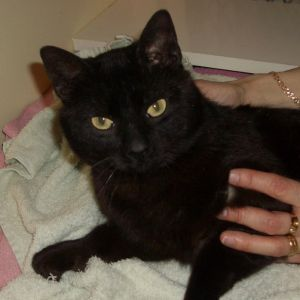 Pontus 2