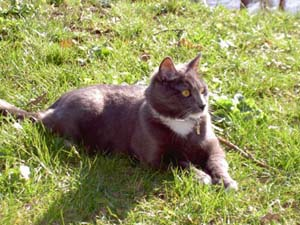 Figge
