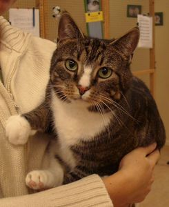 Tora