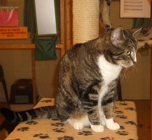 Tora 2