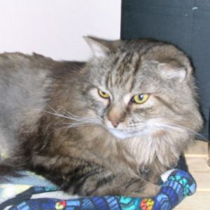 Timba