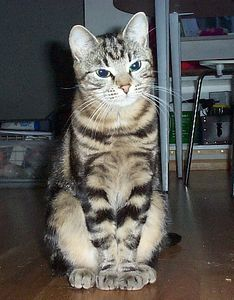 Prinsessan Isabell
