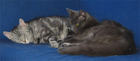 Aska o Nova