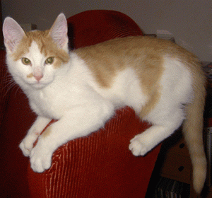 Bosse o Lillasyster