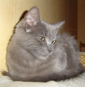 Venus (numera Alva)