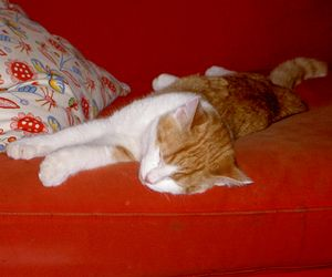Lasse (numera Trisse)