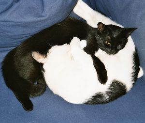 Plutten & Lilly