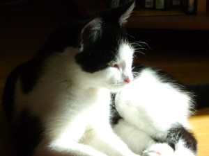Bijanca 2