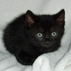 Herman o Kevin