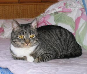 Ozzy (numera Jussi)