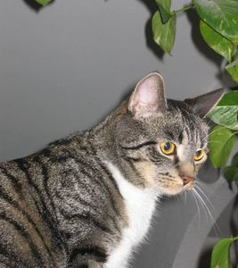 Ozzy (numera Jussi) 2