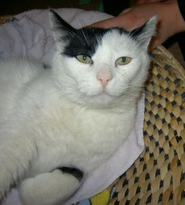 Egil