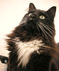 Charlie