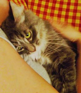 Gracie