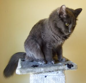 Moggie 2