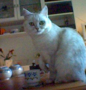 Mirabell
