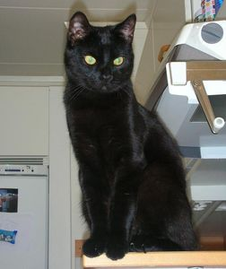 Herman o Kevin, del 2