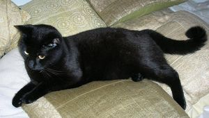 Herman o Kevin, del 2 2