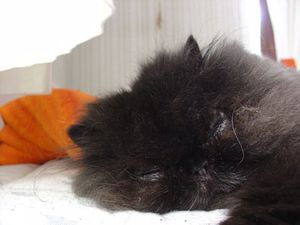 Blacky (numera Olle)
