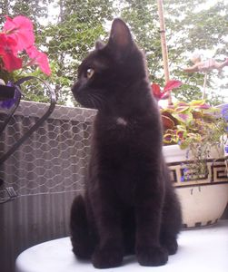 Charles o Jane 2