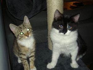 Smuli och Belle