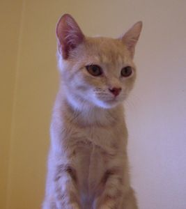 Tango