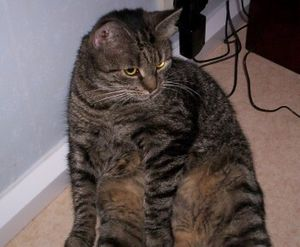 Rhoda