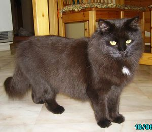 Agatha