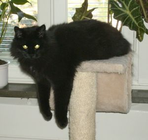 Agatha 2