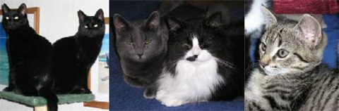 Katter x 5