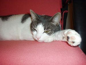 Maja - numera Ozzy