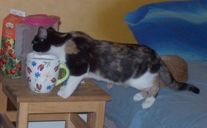 Puff 2 o Amber - del 3