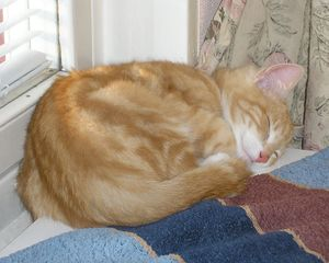 Gismo - del 5