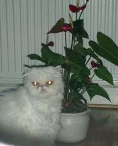 Rosalinda 2