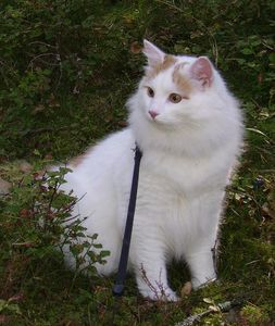 Azime (omplaceringskisse) 2