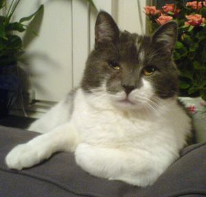 Hugo 2
