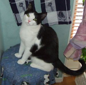 Spock o Speedy - del 2