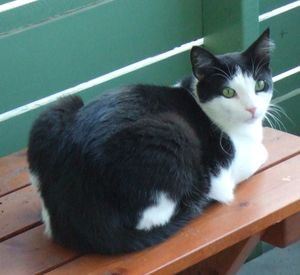 Speedy o Spock - del 3